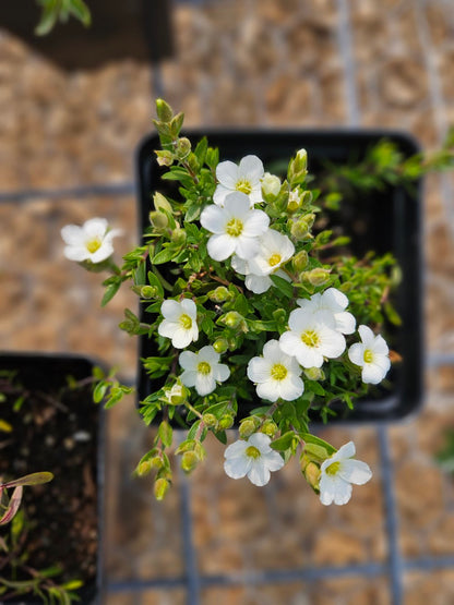 Arenaria montana