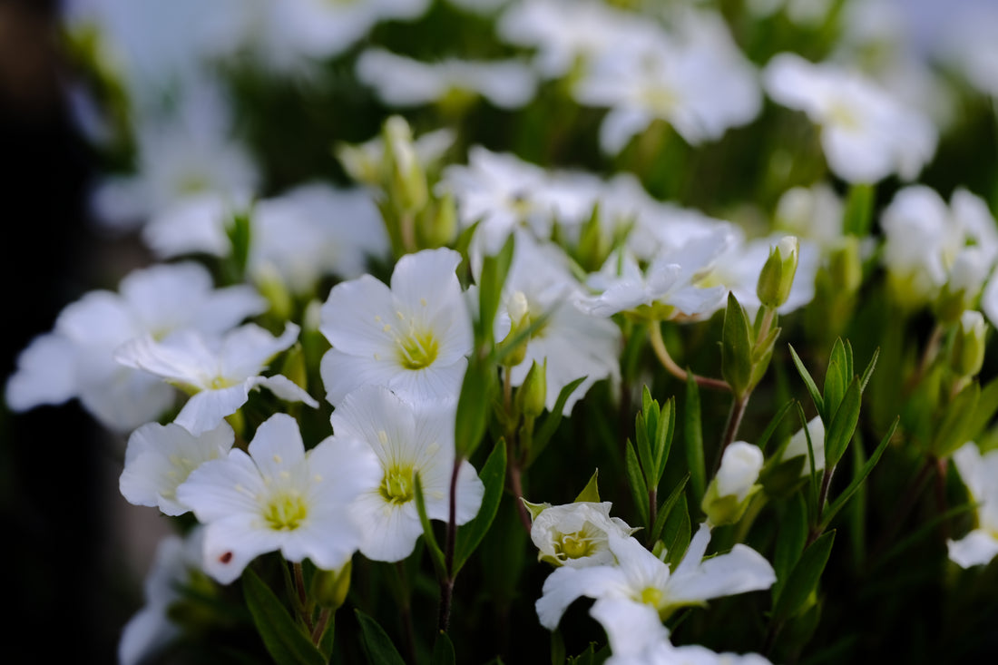 Arenaria montana | mountain sandwort blooming at The Old Dairy Nursery