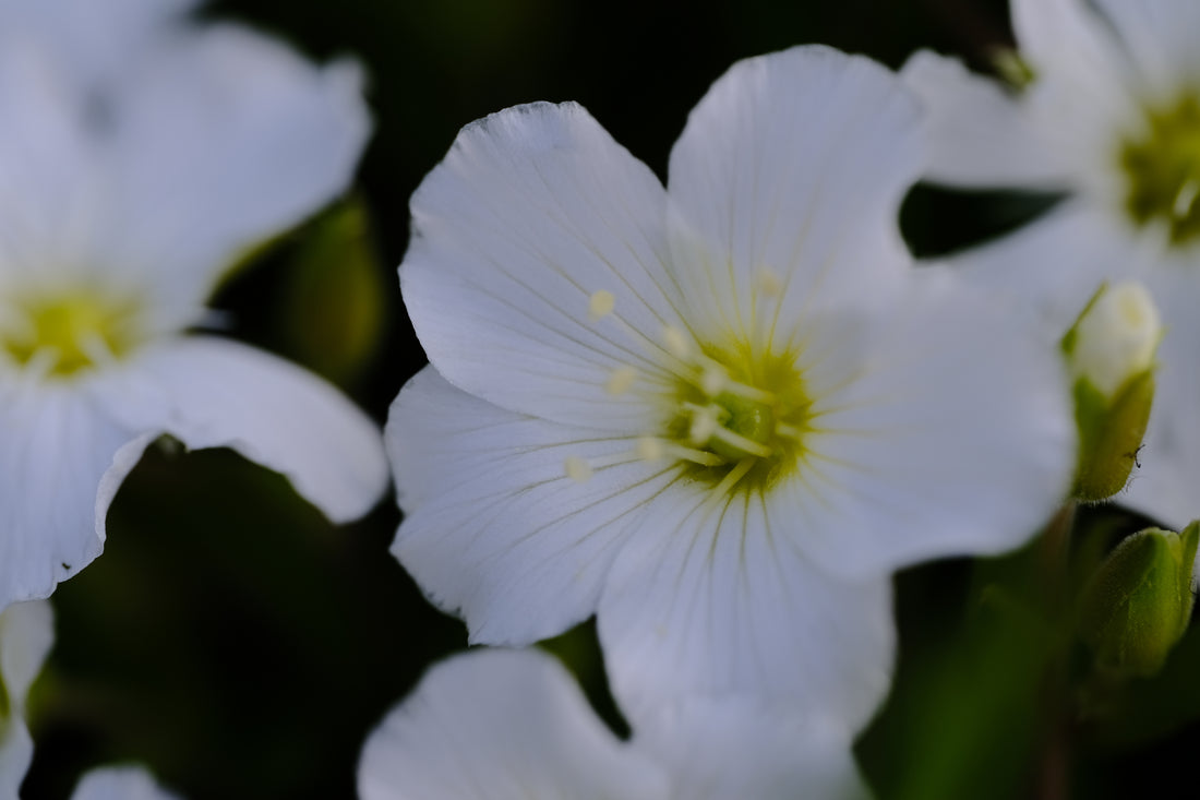 Arenaria montana | mountain sandwort flower at The Old Dairy Nursery