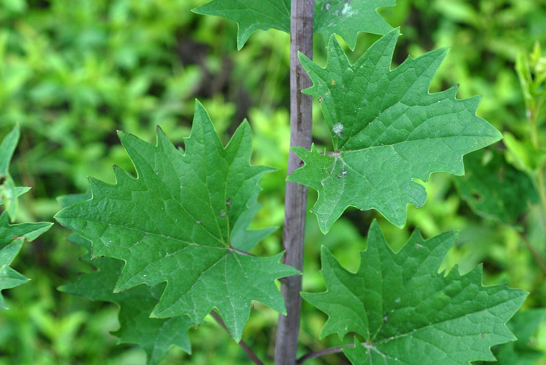 Arnoglossum atriplicifolium (pale Indian plantain) foliage