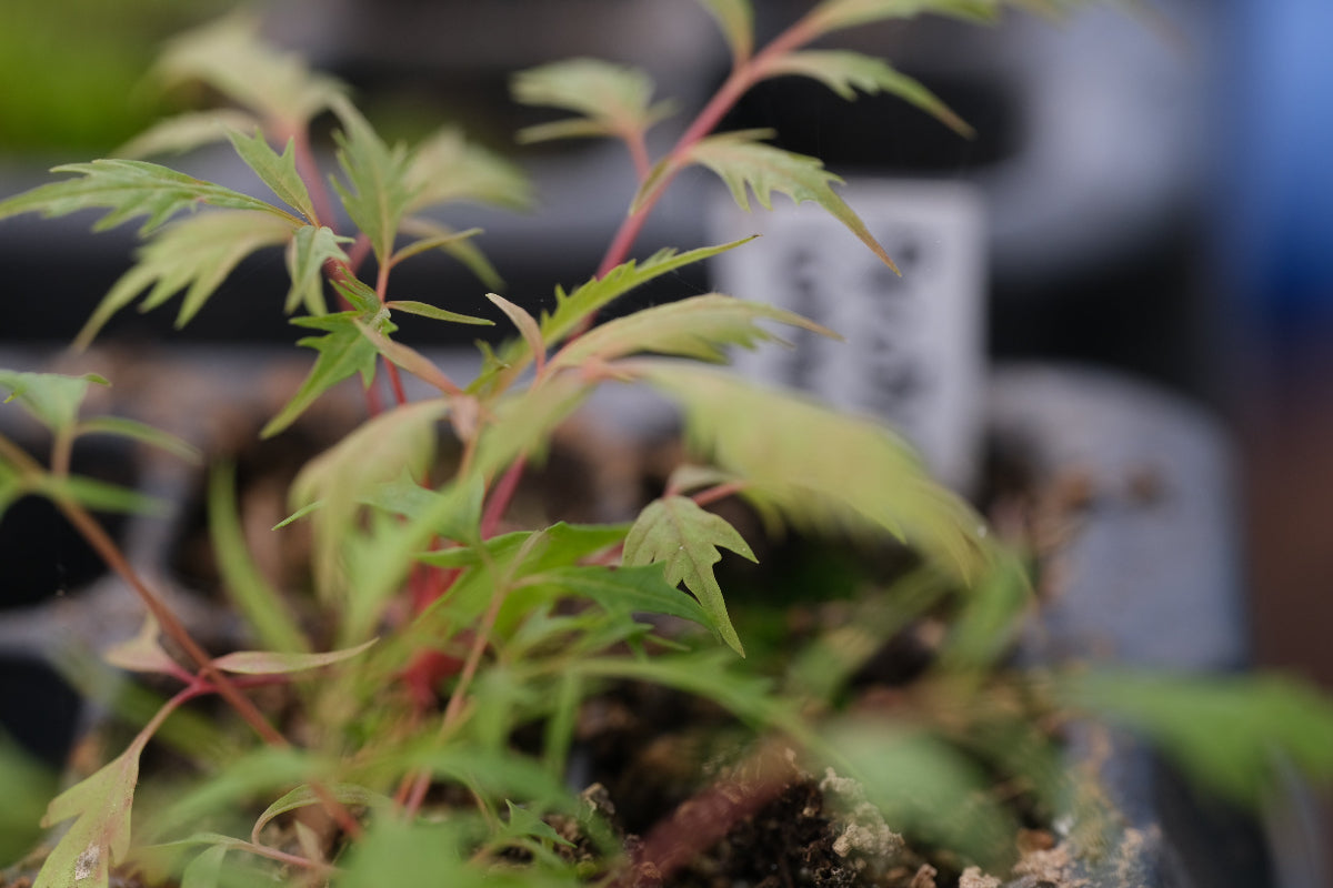 Aruncus seedling
