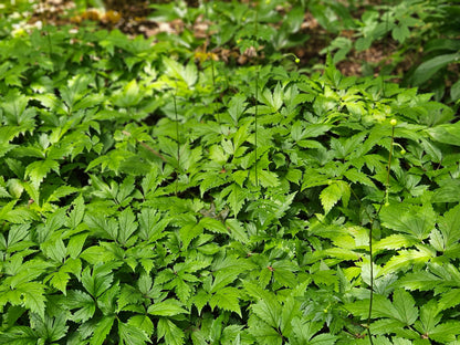 Aruncus aethusifolius