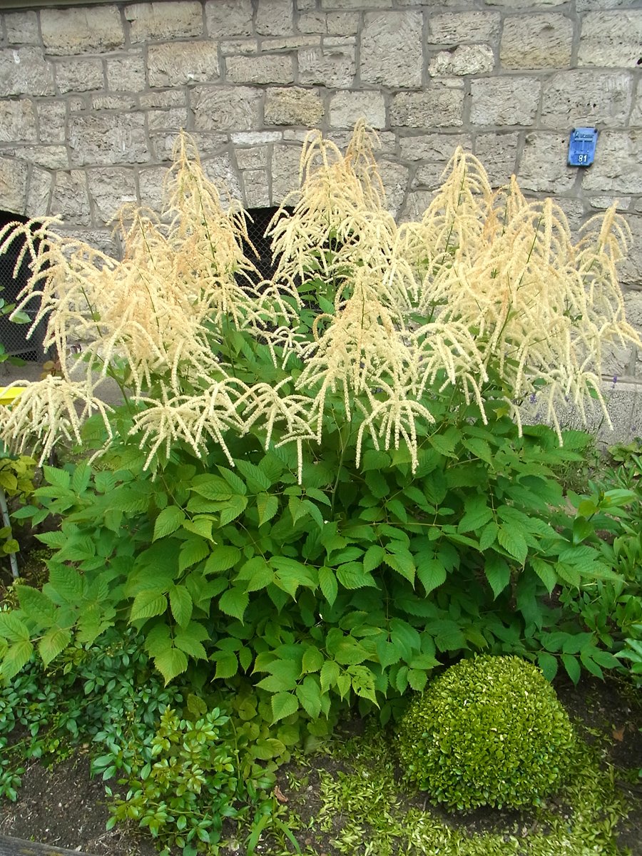 Aruncus Dioicus goat s Beard The Old Dairy Nursery Gardens aruncus-dioicus-goat-s-beard-the-old-dairy-nursery-gardens