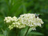 Asclepias incarnata &
