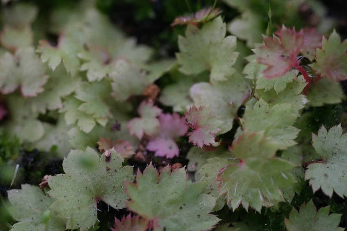 astilbe seedling
