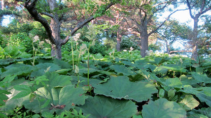 Astilboides tabularis