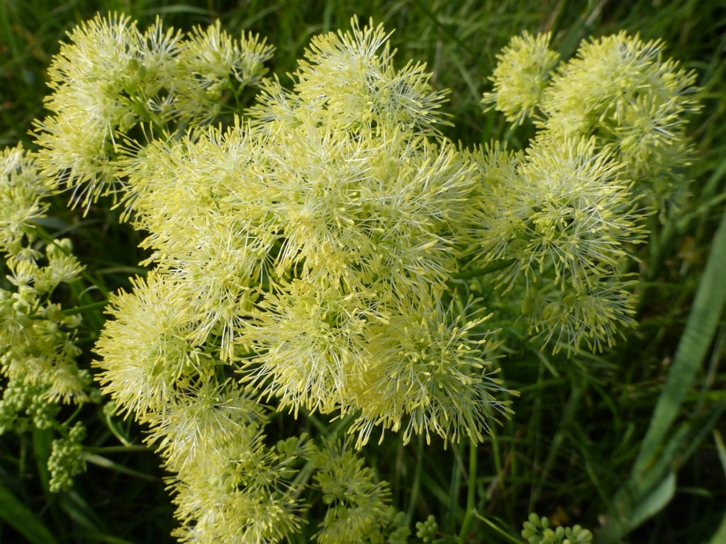 Thalictrum lucidum (shining meadow rue)