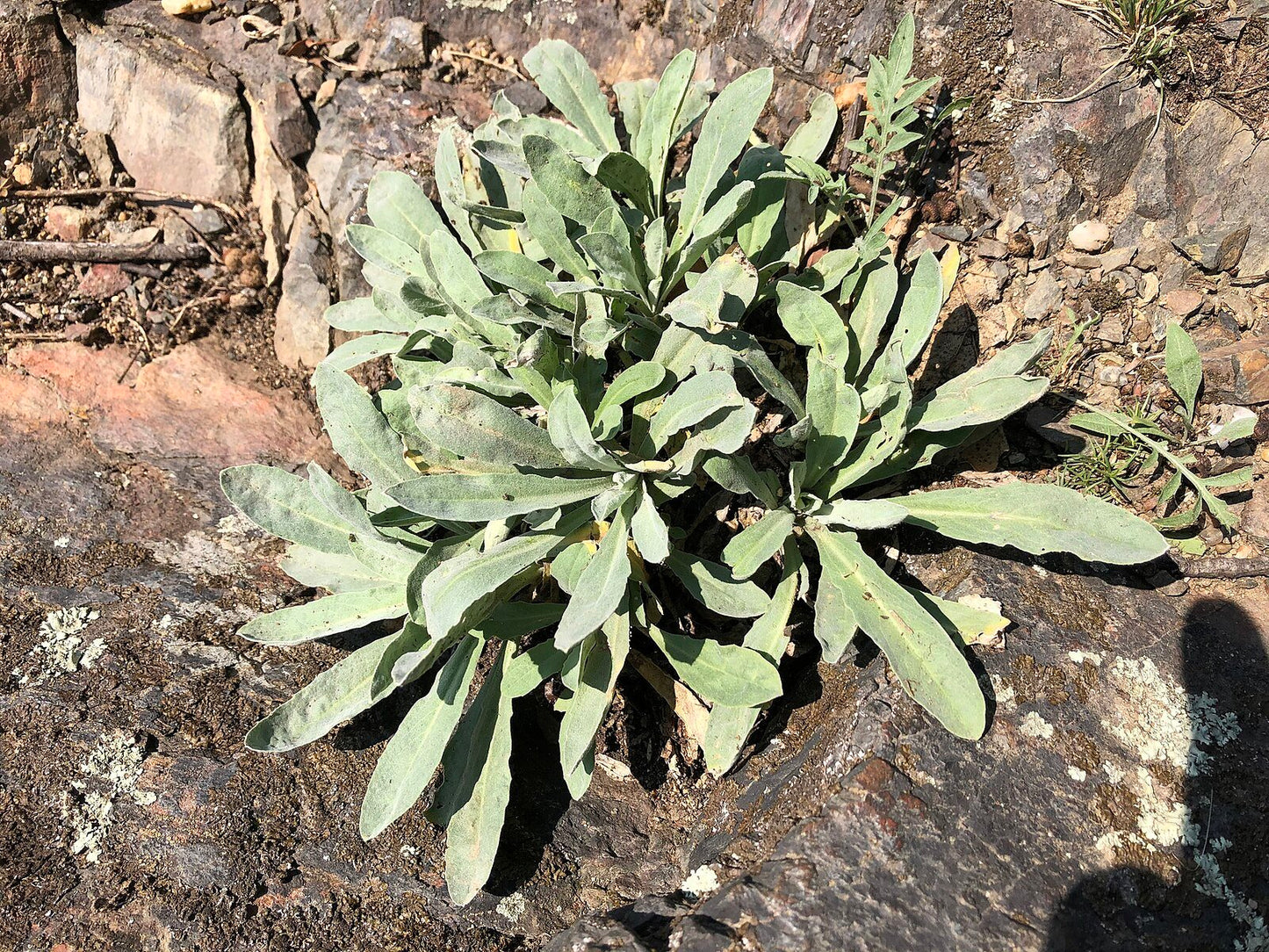 Aurinia saxatilis 'Sulphureum'