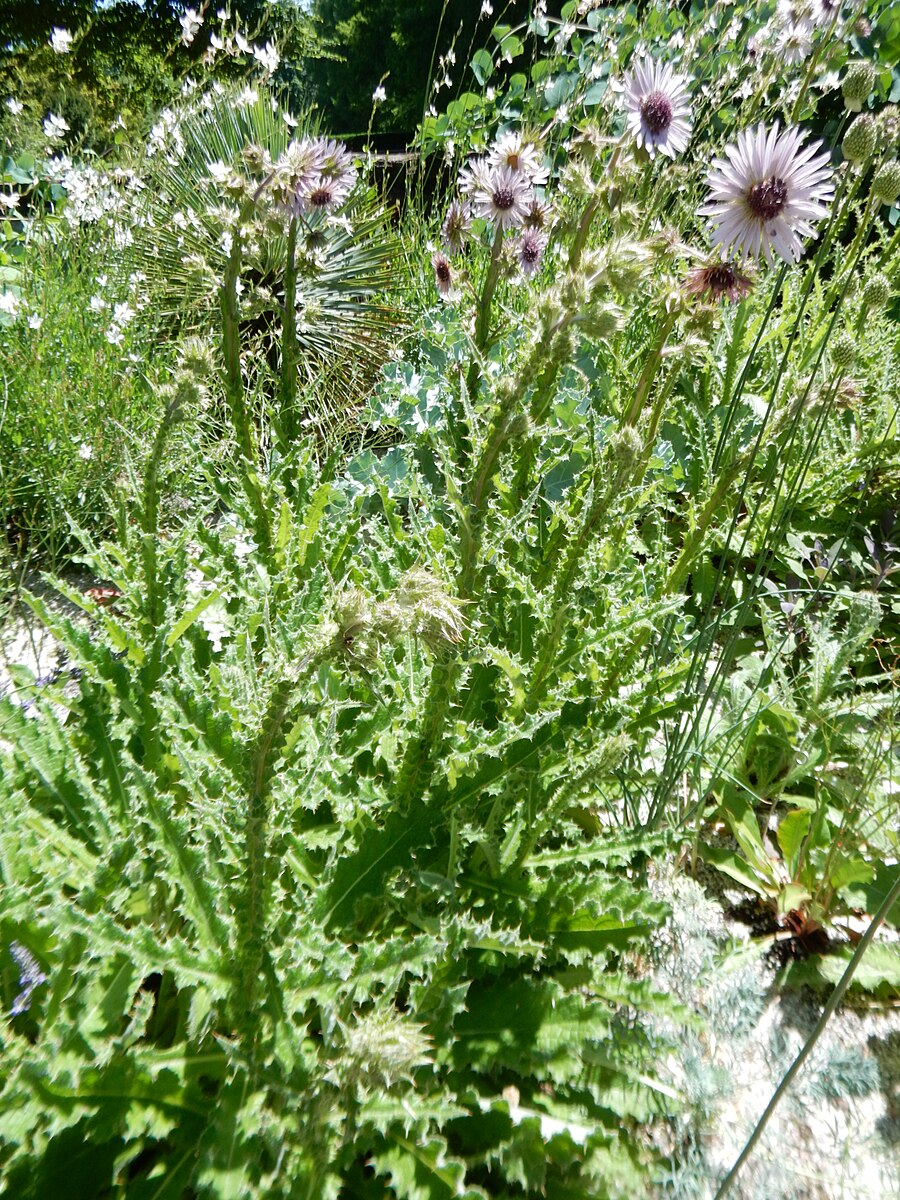 Berheya purpurea &