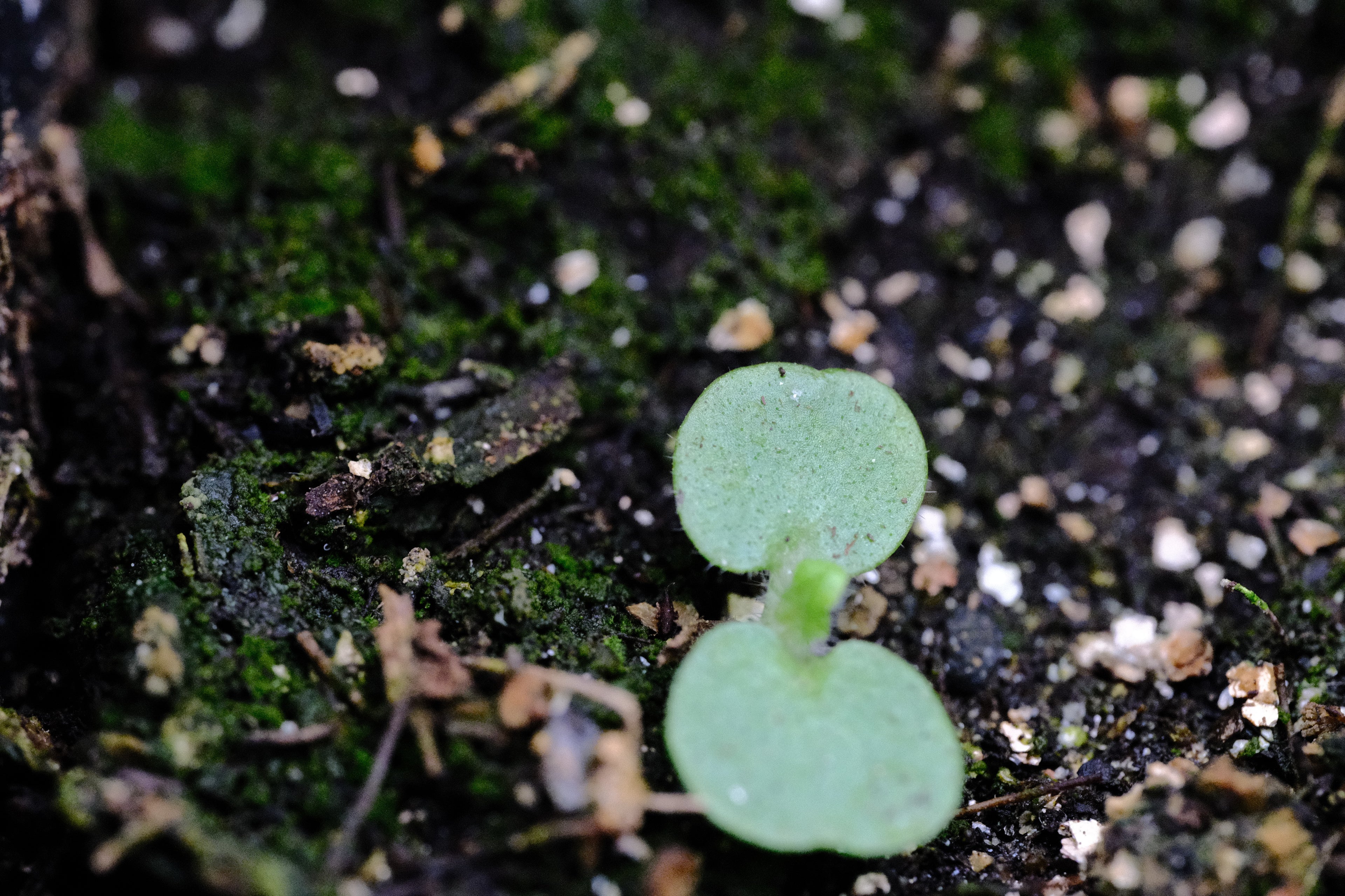 Betonica officinalis seedling at The Old Dairy Nursery