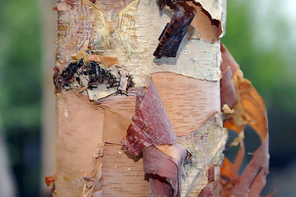 Betula nigra 'Cully'