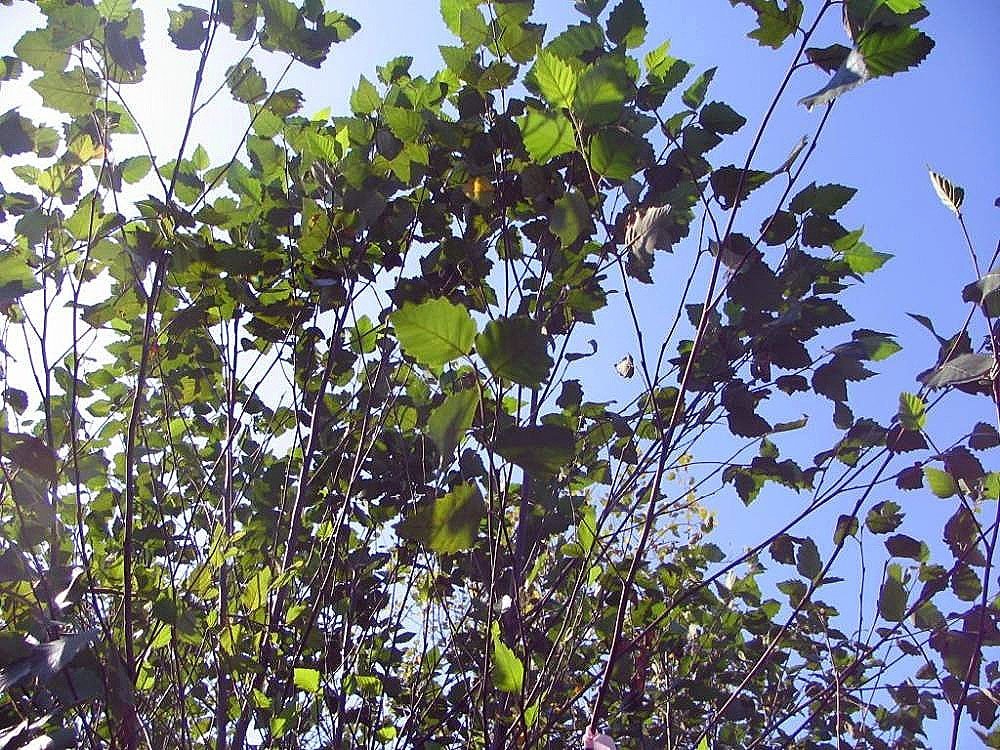 Betula nigra 'Cully'