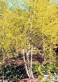 Betula nigra 'Cully'