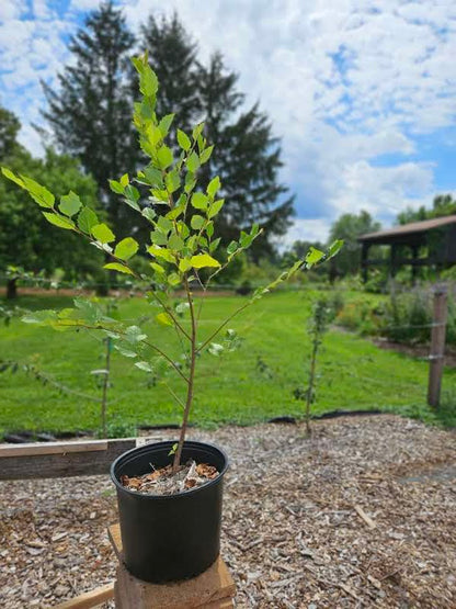 Betula nigra 'Cully'