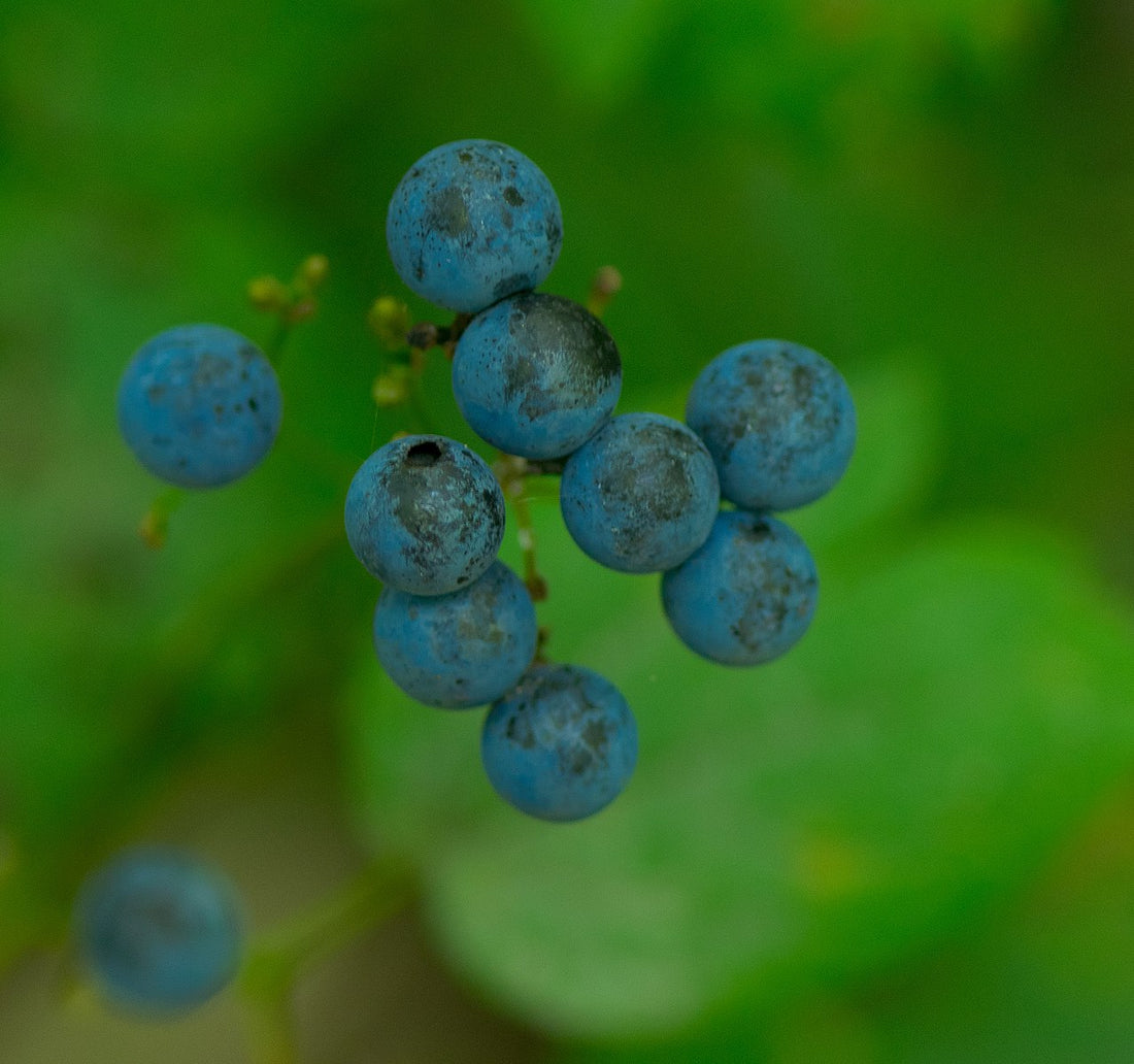Caulophyllum thalictroides (blue cohosh) berries