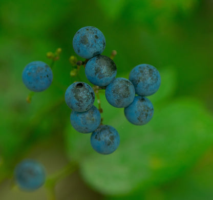 Caulophyllum thalictroides (blue cohosh) berries