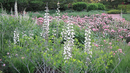 Baptisia alba (white false indigo)