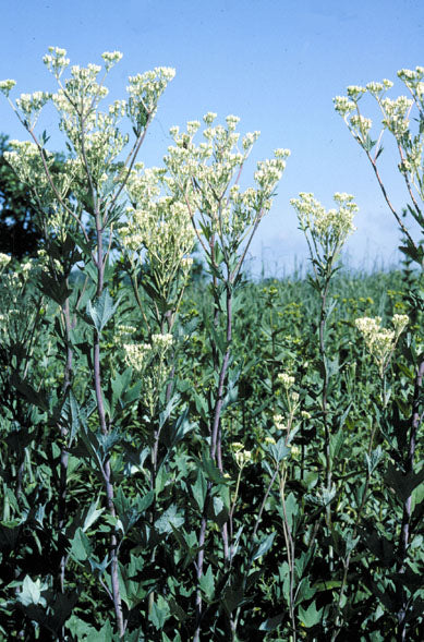 Arnoglossum atriplicifolium (pale Indian plantain) white blooms