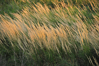 Calamagrostis canadensis