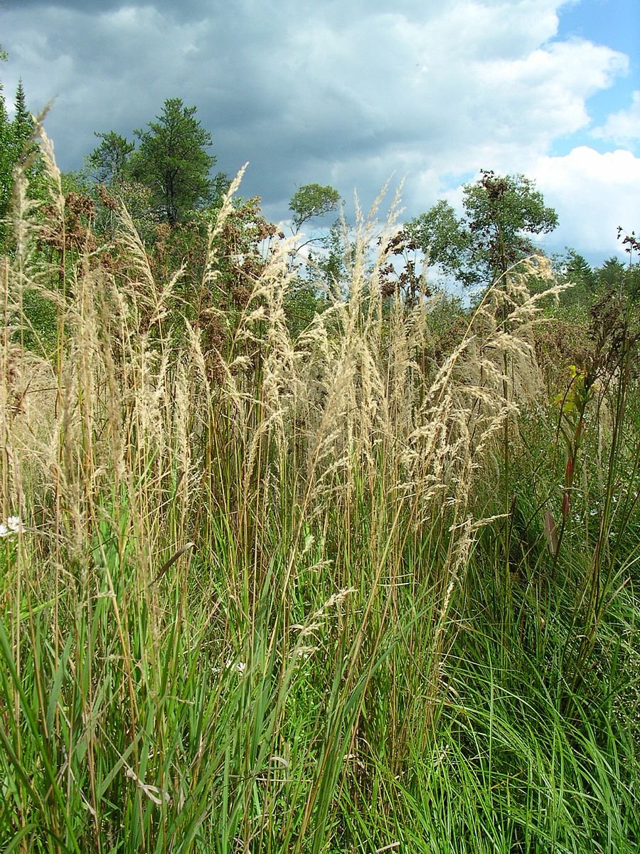 Calamagrostis canadensis (bluejoint grass) – The Old Dairy Nursery ...