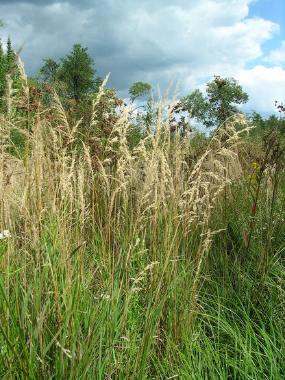 Calamagrostis canadensis