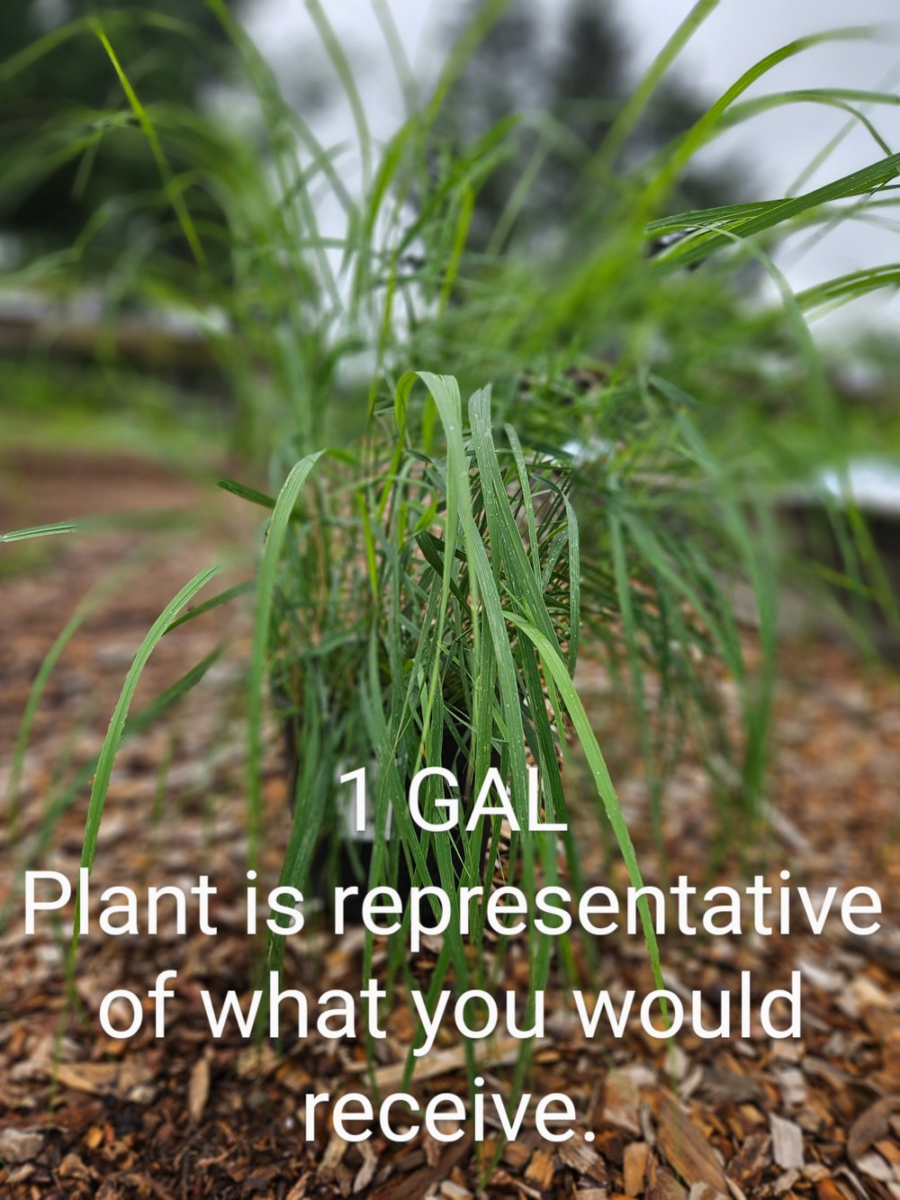 Calamagrostis canadensis | bluejoint grass
