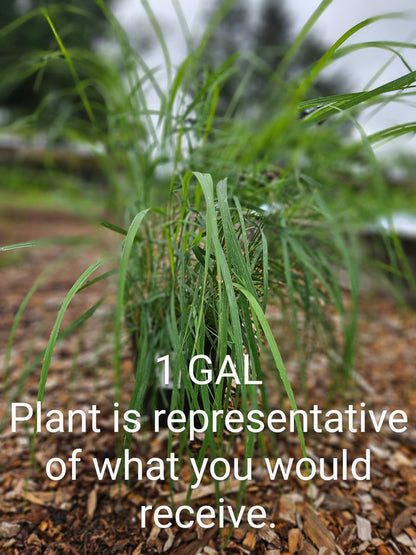 Calamagrostis canadensis | bluejoint grass