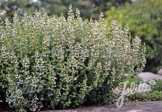 Calamintha nepeta ssp. nepeta &