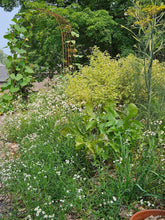 Callicarpa dichotma var. albafructus &