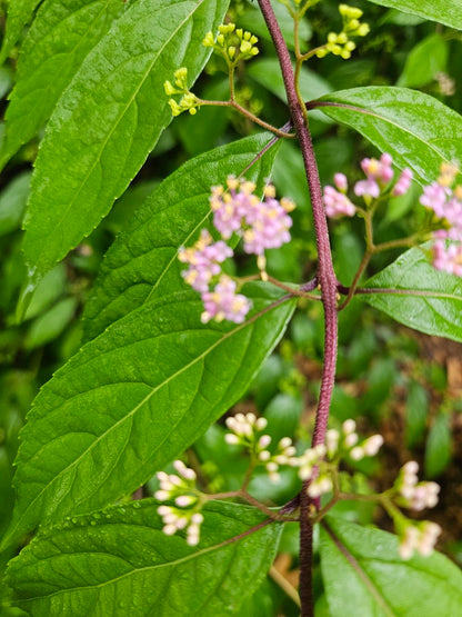 Callicarpa dichotoma 'Early Amethyst'