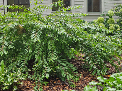 Callicarpa dichotoma 'Early Amethyst'