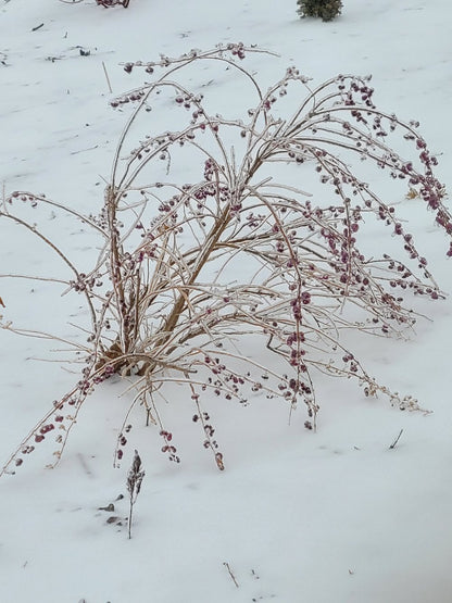 Callicarpa dichotoma 'Early Amethyst'