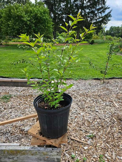 Callicarpa dichotoma 'Early Amethyst'