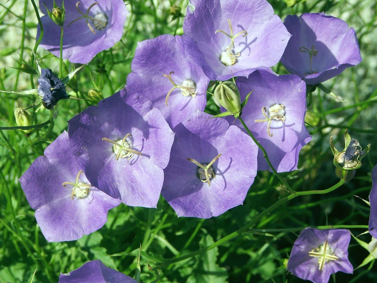Campanula carpatica (Carpathian bellflower) flowers