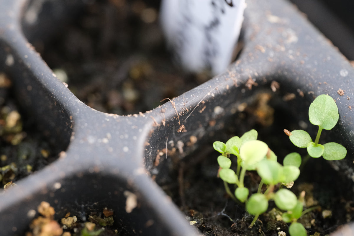 Capanula seedling
