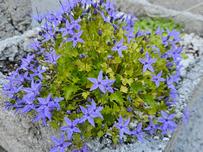 Campanula garganica (Adriatic bellflower) close up in trough