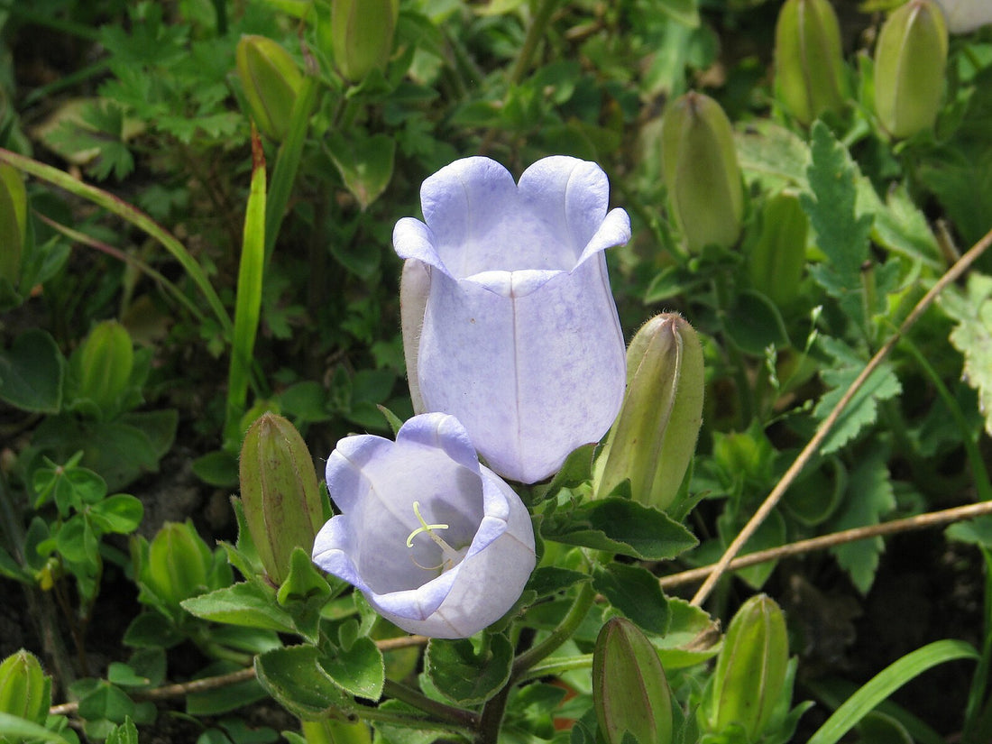 Campanula incurva | Evia bellflower