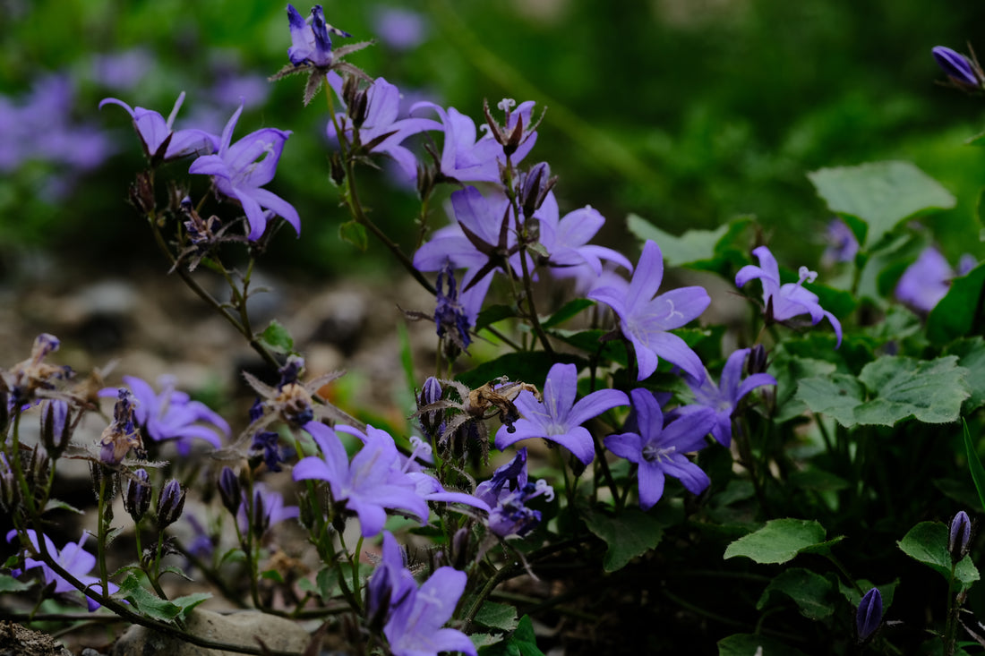Campanula poscharskyana (Serbian bellflower) purple blooms in the June garden