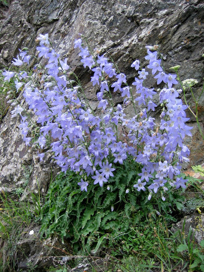 Campanula sarmatica