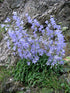 Campanula sarmatica (Georgian bellflower)