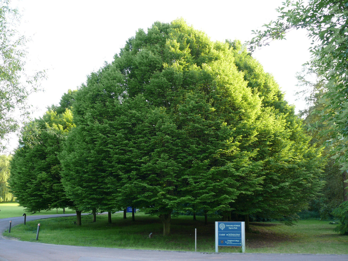 Carpinus betulus | European hornbeam – The Old Dairy Nursery & Gardens