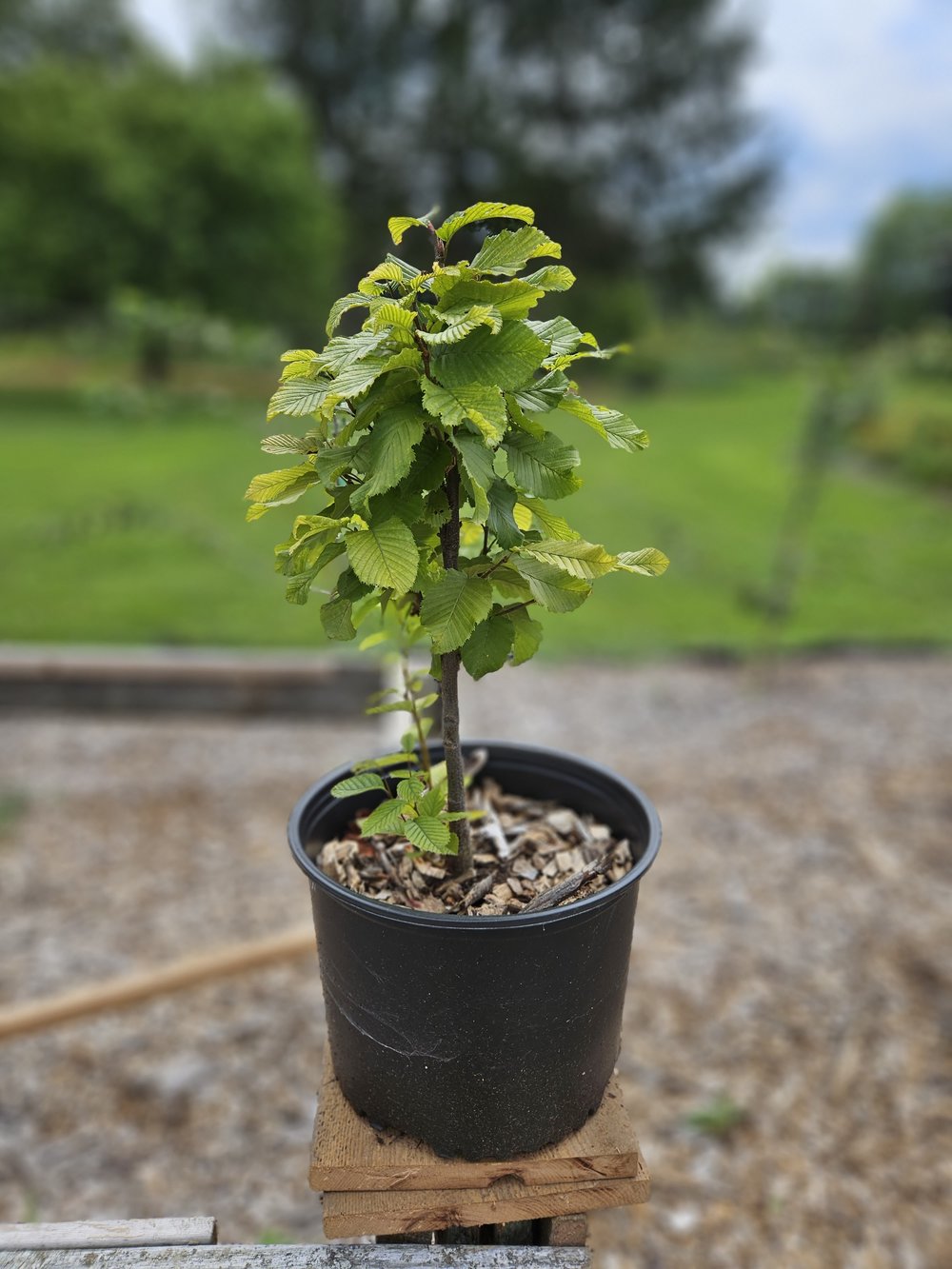 Carpinus betulus 'Columnaris Nana' (European hornbeam) – The Old Dairy ...