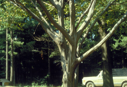 Carpinus caroliniana 'Wisonsin Red'