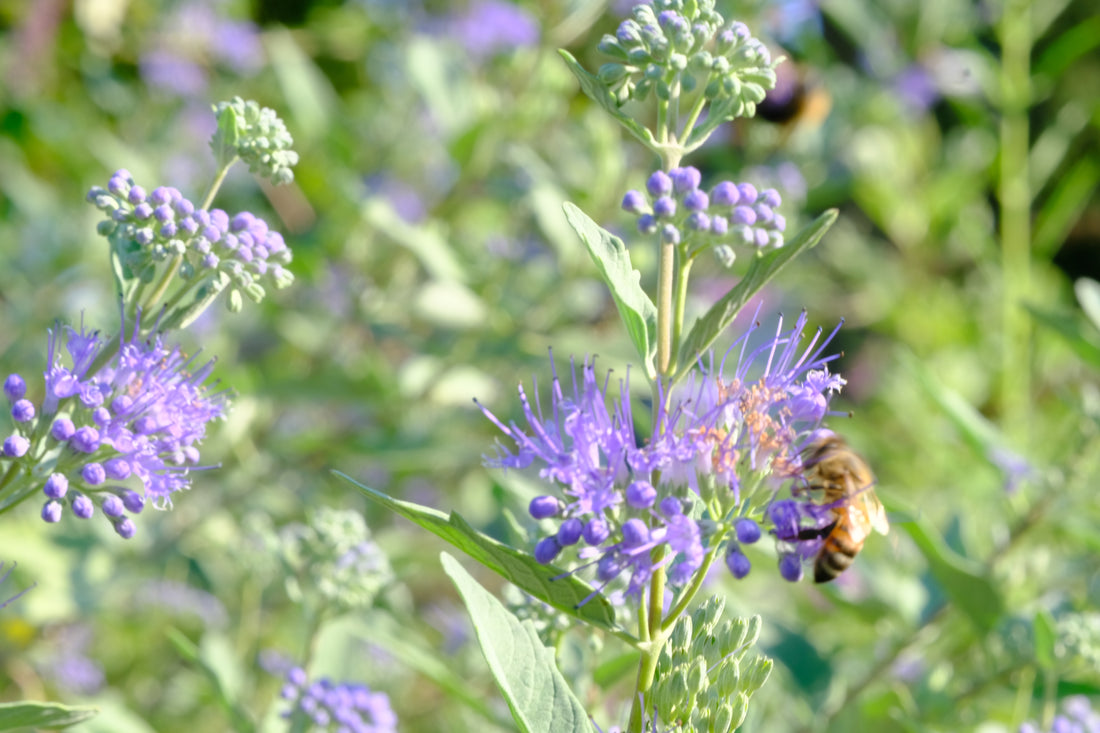 Caryopteris x clandonensis &
