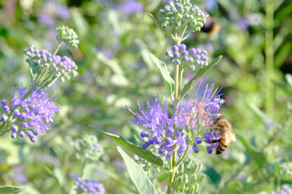 Caryopteris x clandonensis &