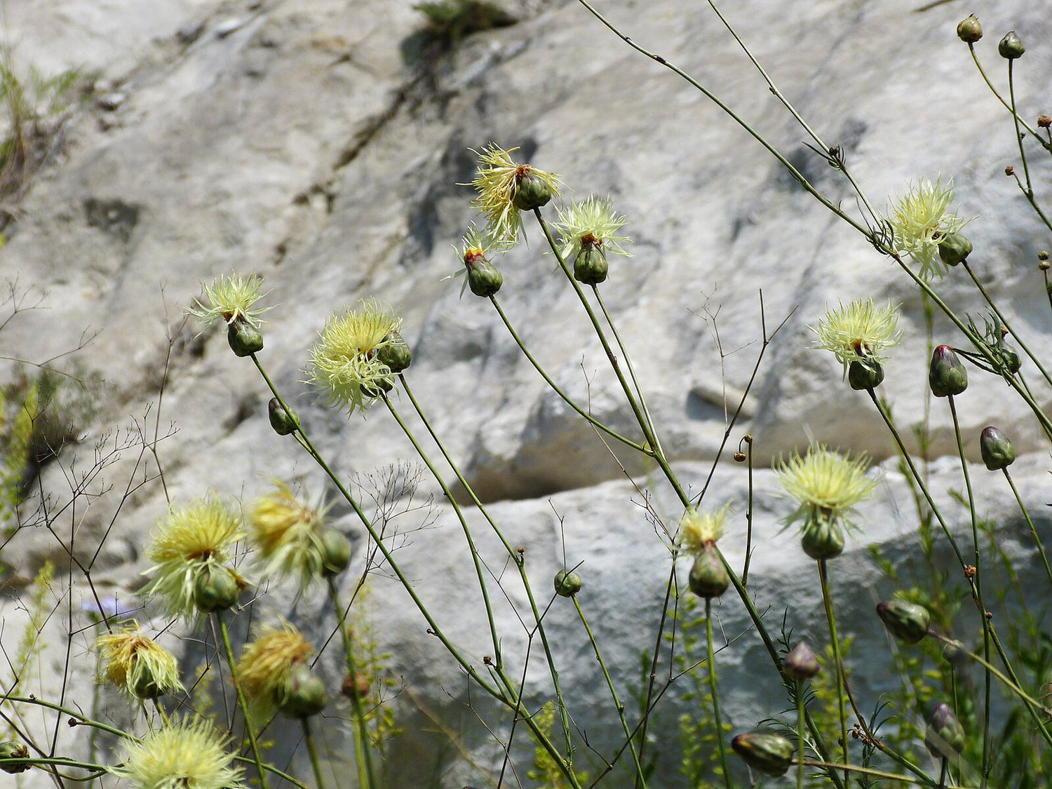 Centaurеa ruthеnica (Russian knapweed)