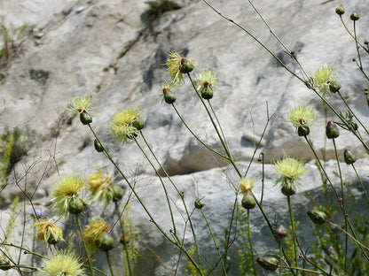 Centaurеa ruthеnica (Russian knapweed)