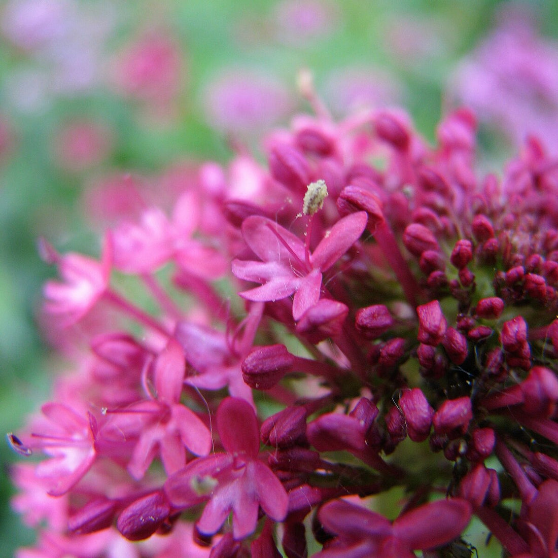 Centranthus ruber (red valerian) close up of red flowers