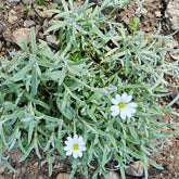 Cerastium tomentosum var. columnae &