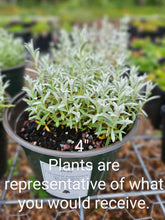 Cerastium tomentosum var. columnae &